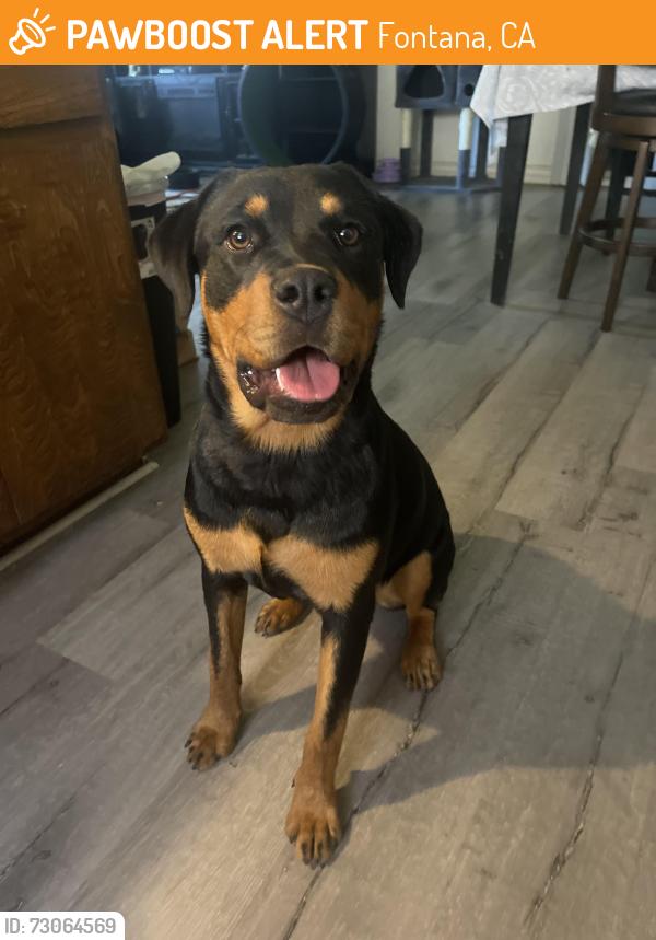 Found/Stray Female Dog last seen On Foothill and Ciara, Fontana, CA 92335