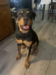 Found/Stray Female Dog last seen On Foothill and Ciara, Fontana, CA 92335