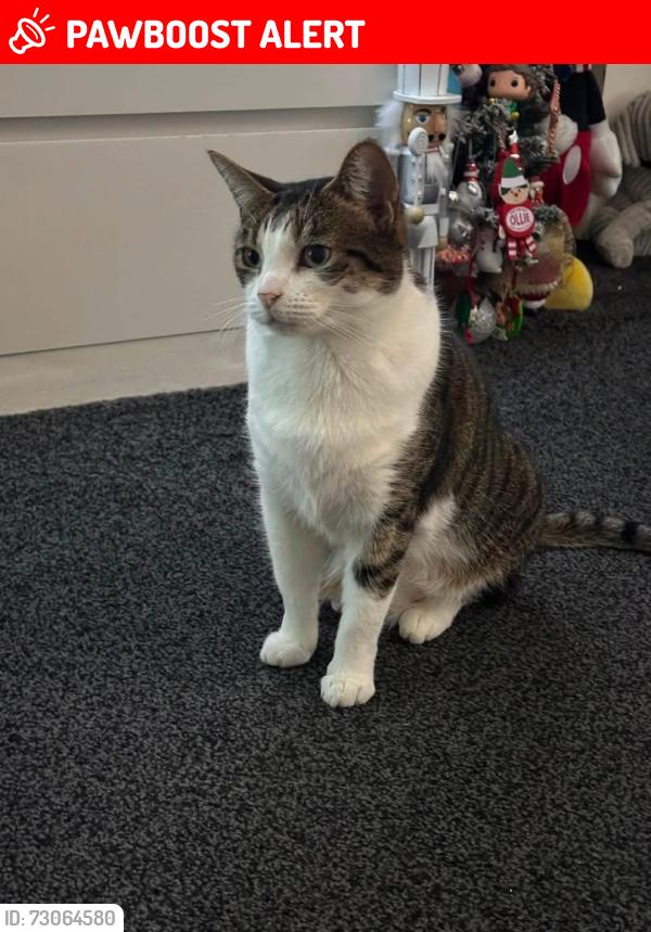 Lost Female Cat last seen Selworthy Close, Essex, England CM11 2SL