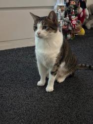 Lost Female Cat last seen Selworthy Close, Essex, England CM11 2SL