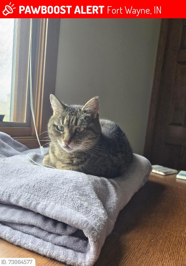 Lost Female Cat last seen Near Shadow Creek Drive, Fort Wayne, IN 46818