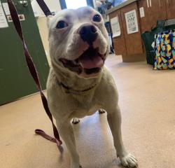 Shelter Stray Female Dog last seen Floresta Boulevard, SAN LEANDRO, CA, 94577, 8323 Baldwin St, Oakland, CA 94621, USA