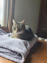 Lost Female Cat last seen Near Shadow Creek Drive, Fort Wayne, IN 46818