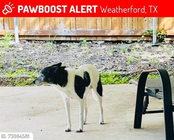 Lost Male Dog last seen S Lamar St, Hill Dr, Weatherford, TX 76086