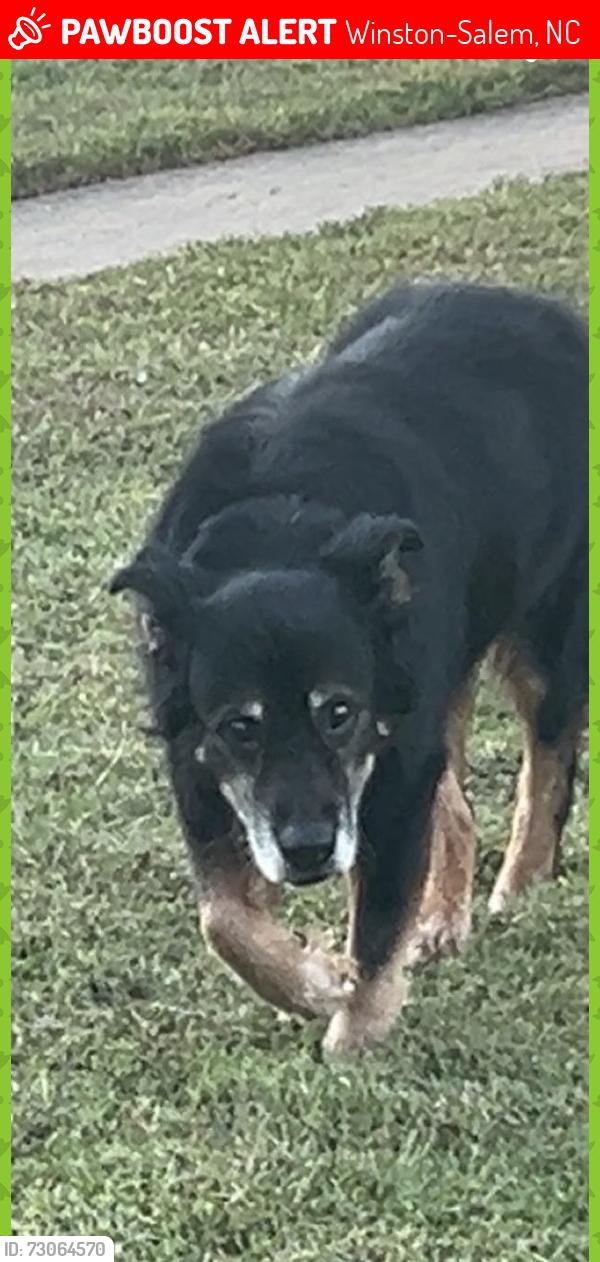 Lost Male Dog last seen By parkland high school, Winston-Salem, NC 27127