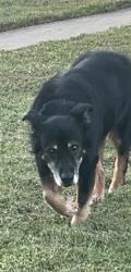 Lost Male Dog last seen By parkland high school, Winston-Salem, NC 27127