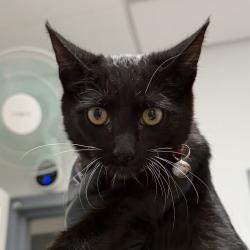Shelter Stray Female Cat last seen Near Valjean Court, San Diego, CA, 92111, 5500 Gaines St, San Diego, CA 92110, USA