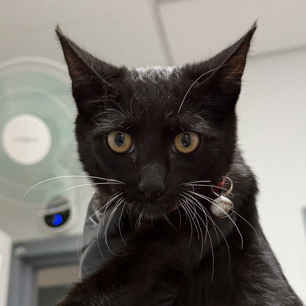 Shelter Stray Female Cat last seen Near Valjean Court, San Diego, CA, 92111, 5500 Gaines St, San Diego, CA 92110, USA