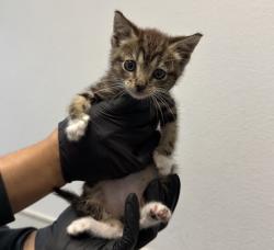 Shelter Stray Male Cat last seen Judson St, San Diego, CA, 92111, 5500 Gaines St, San Diego, CA 92110, USA