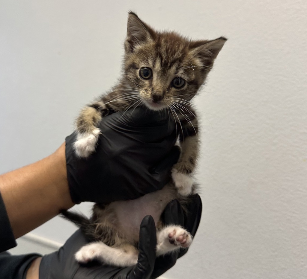 Shelter Stray Male Cat last seen Judson St, San Diego, CA, 92111, 5500 Gaines St, San Diego, CA 92110, USA