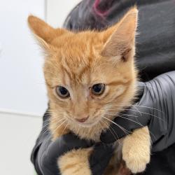 Shelter Stray Male Cat last seen Vacation Road, San Diego, CA, 92109, 5500 Gaines St, San Diego, CA 92110, USA