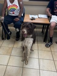 Shelter Stray Male Dog last seen Near Waltham Circle, VIRGINIA BEACH, VA, 23452, 341 S Birdneck Rd, Virginia Beach, VA 23451, USA