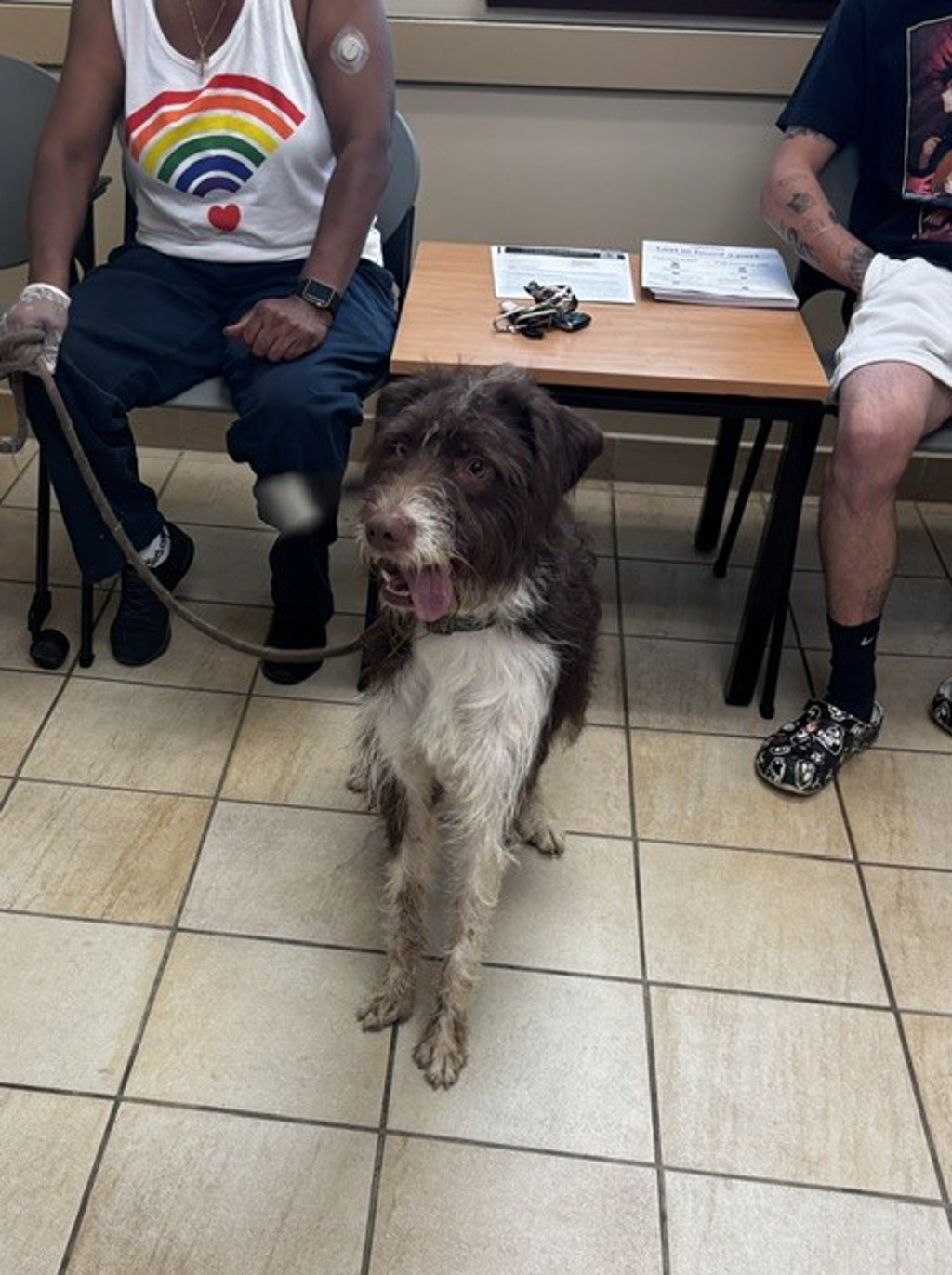 Shelter Stray Male Dog last seen Near Waltham Circle, VIRGINIA BEACH, VA, 23452, 341 S Birdneck Rd, Virginia Beach, VA 23451, USA