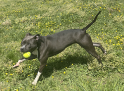 Shelter Stray Female Dog last seen Near Chester Street, VIRGINIA BEACH, VA, 23452, 341 S Birdneck Rd, Virginia Beach, VA 23451, USA