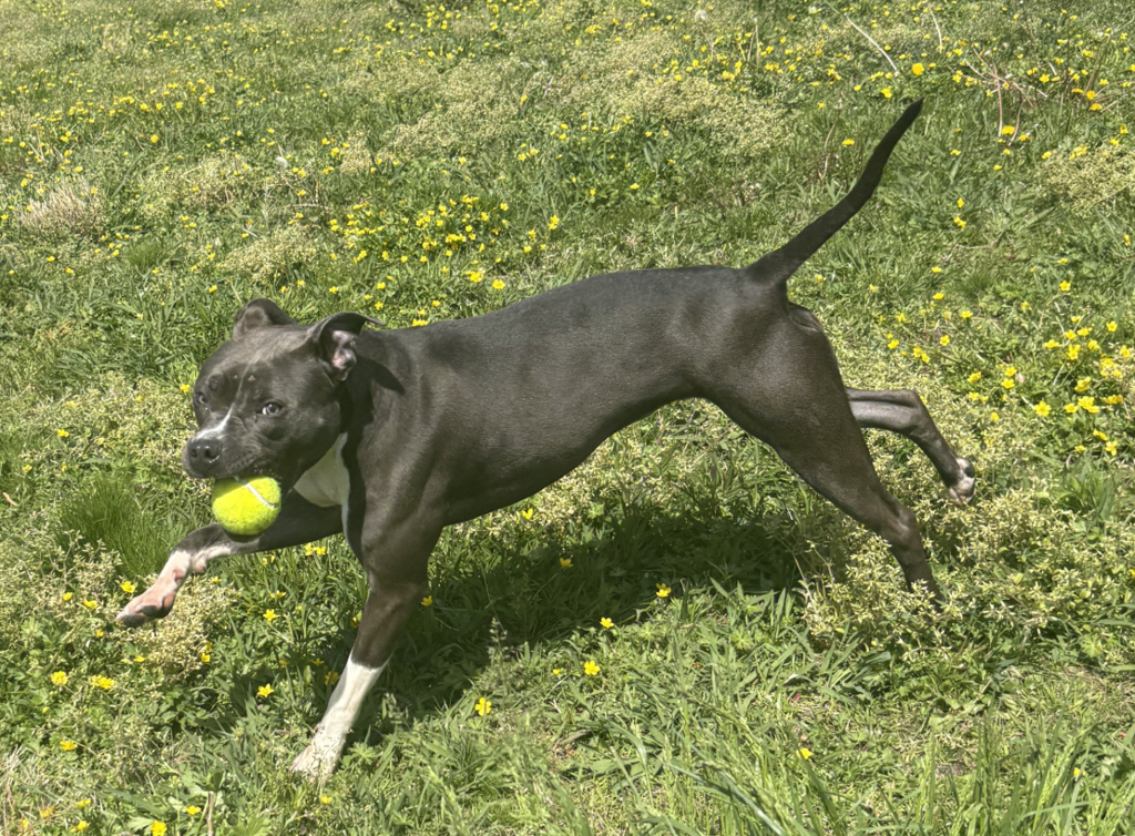 Shelter Stray Female Dog last seen Near Chester Street, VIRGINIA BEACH, VA, 23452, 341 S Birdneck Rd, Virginia Beach, VA 23451, USA