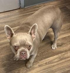 Shelter Stray Female Dog last seen Near Chauncey Drive, San Diego, CA, 92123, 5500 Gaines St, San Diego, CA 92110, USA