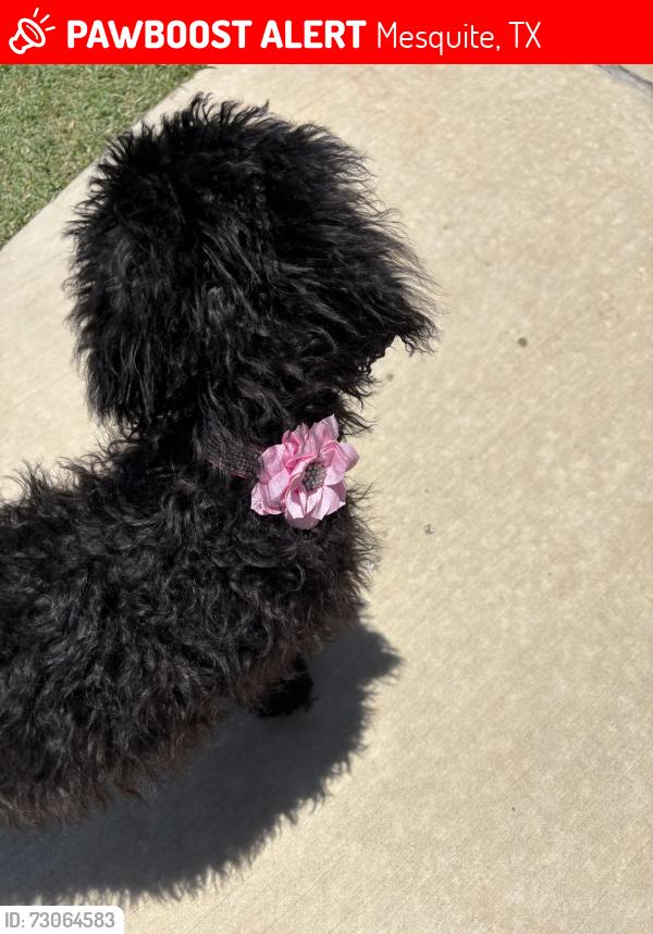 Lost Female Dog last seen Rivercrest and Timberlace, Mesquite, TX 75181