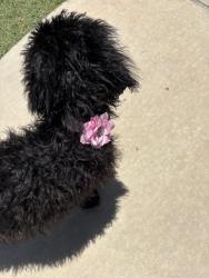 Lost Female Dog last seen Rivercrest and Timberlace, Mesquite, TX 75181