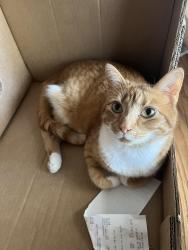 Reunited Female Cat last seen Oakford St, Philadelphia, PA , Philadelphia, PA 19146