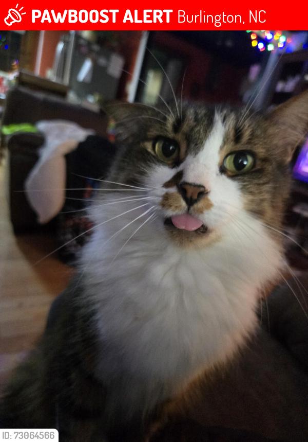 Lost Female Cat last seen Avon ave, vanderford st, Burlington, NC 27215