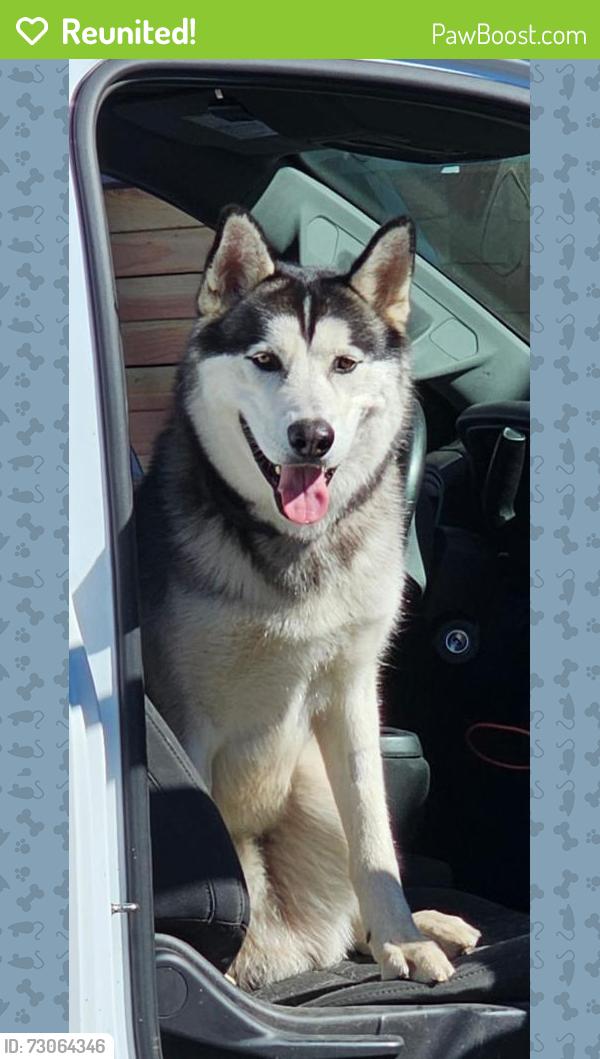 Reunited Male Dog last seen Larkey Lane, Walnut Creek, CA 94597