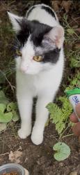 Found/Stray Unknown Cat last seen Cleveland Ave & Home Acre Drive, Columbus, OH 43231