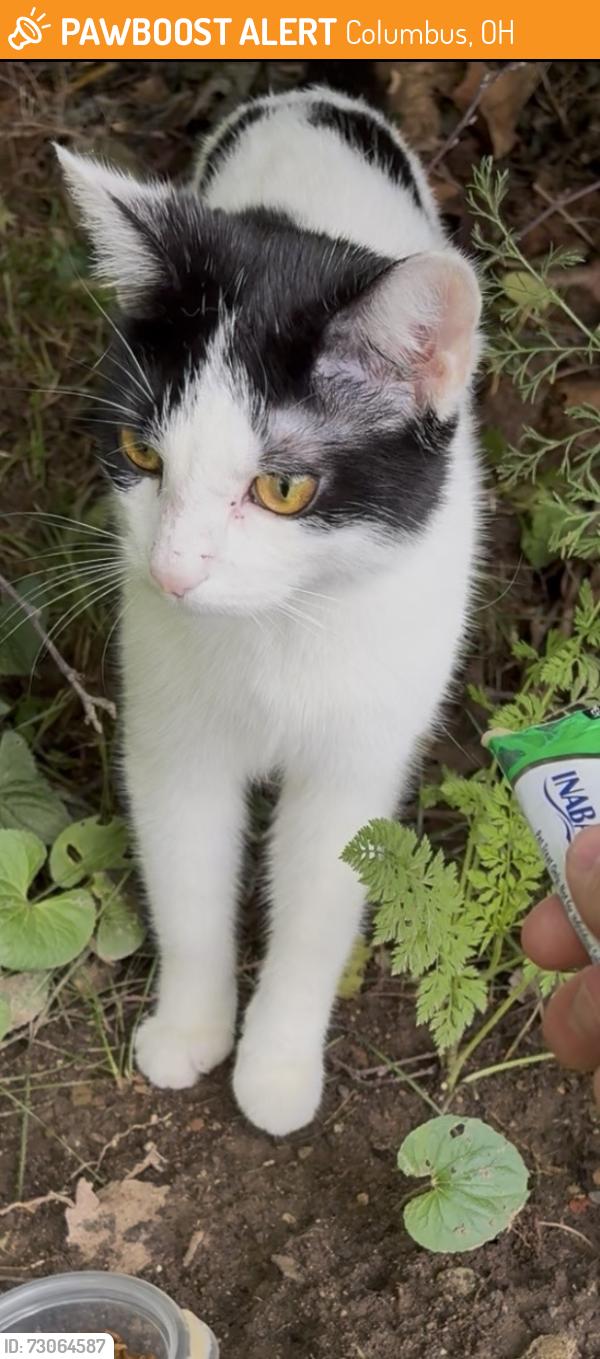 Found/Stray Unknown Cat last seen Cleveland Ave & Home Acre Drive, Columbus, OH 43231