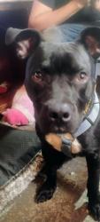 Reunited Male Dog last seen I95 SOUTHBOUND and exit 202, Cocoa, FL 32926