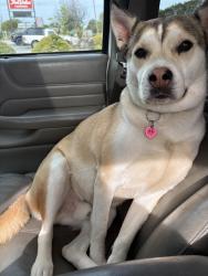 Lost Male Dog last seen Home store, Clinton, SC 29325