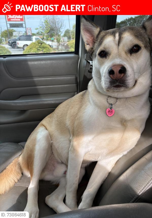 Lost Male Dog last seen Home store, Clinton, SC 29325