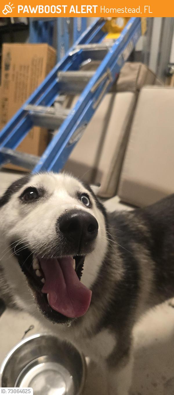 Found/Stray Female Dog last seen Near ave, Homestead, FL 33035