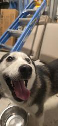 Found/Stray Female Dog last seen Near ave, Homestead, FL 33035