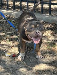 Found/Stray Male Dog last seen Meachum between sylvania ‘ beach, Fort Worth, TX 76177