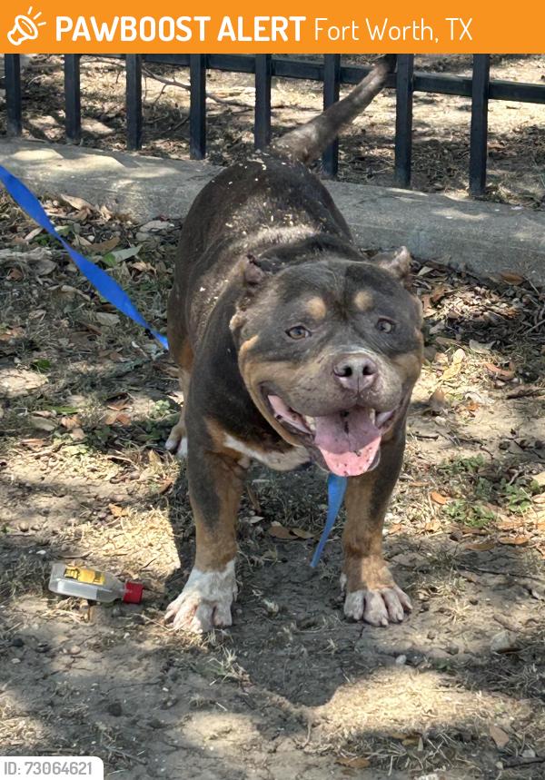 Found/Stray Male Dog last seen Meachum between sylvania ‘ beach, Fort Worth, TX 76177