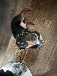 Reunited Male Dog last seen Hopkins Rd, Powder Springs, GA 30127