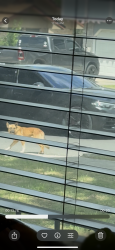 Found/Stray Unknown Dog last seen Seneca Dr and Handsome Lake Dr, San Antonio, TX 78238