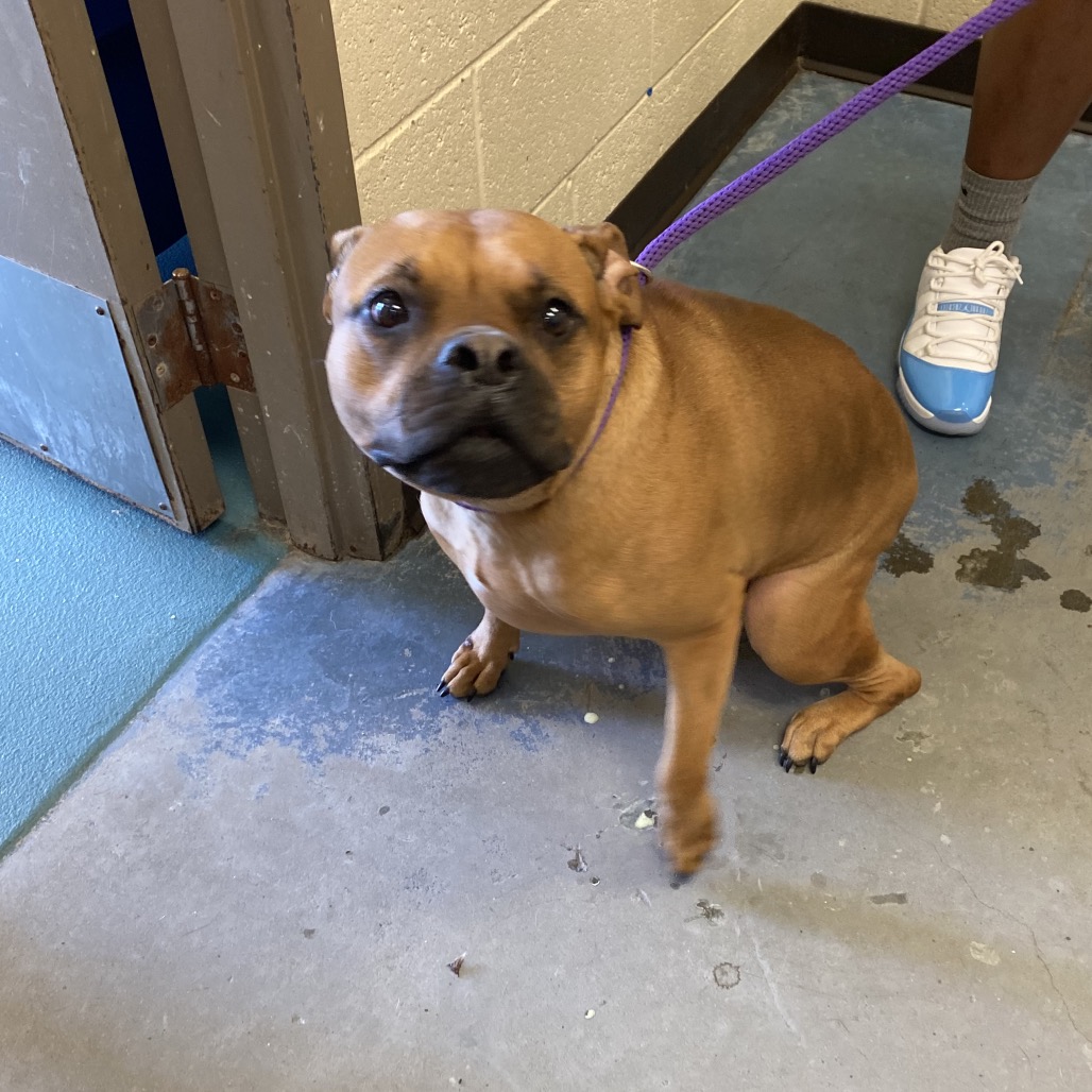Shelter Stray Female Dog last seen , 2350 Appling City Cove, Memphis, TN 38133, USA