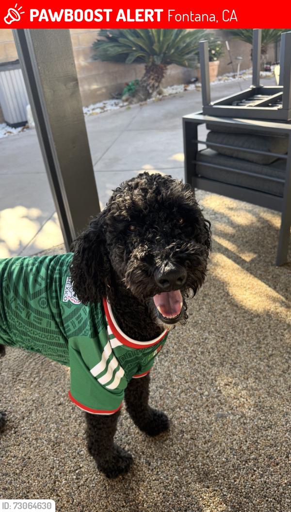 Lost Male Dog last seen summit ave, Fontana, CA 92336