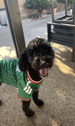 Lost Male Dog last seen summit ave, Fontana, CA 92336