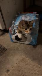 Lost Female Cat last seen Ocoee hills rd, Ocoee, FL 34761