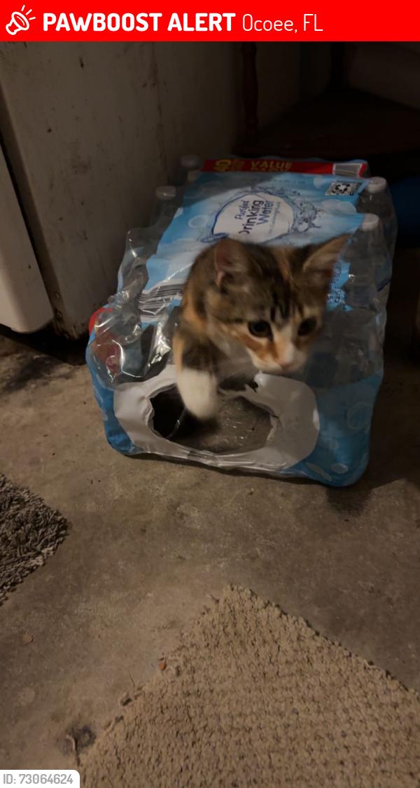 Lost Female Cat last seen Ocoee hills rd, Ocoee, FL 34761