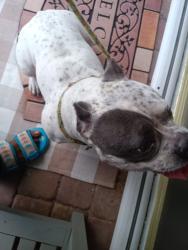 Reunited Female Dog last seen Tulip blvd, Port St. Lucie, FL 34953