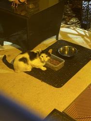 Found/Stray Unknown Cat last seen Emerald Creek apmts, Greenville, SC 29607