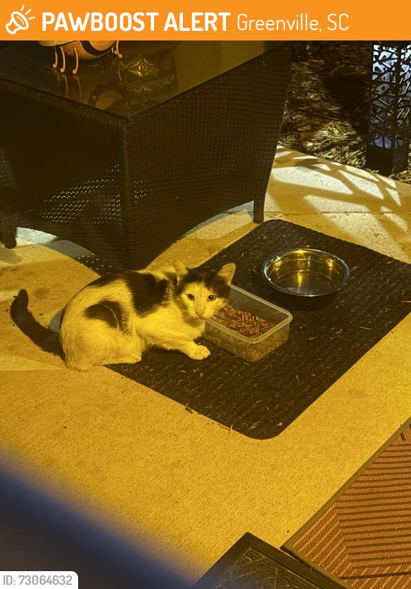 Found/Stray Unknown Cat last seen Emerald Creek apmts, Greenville, SC 29607