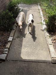 Found/Stray Female Dog last seen Roaming up and down Sun View Lane, Conroe, TX 77302