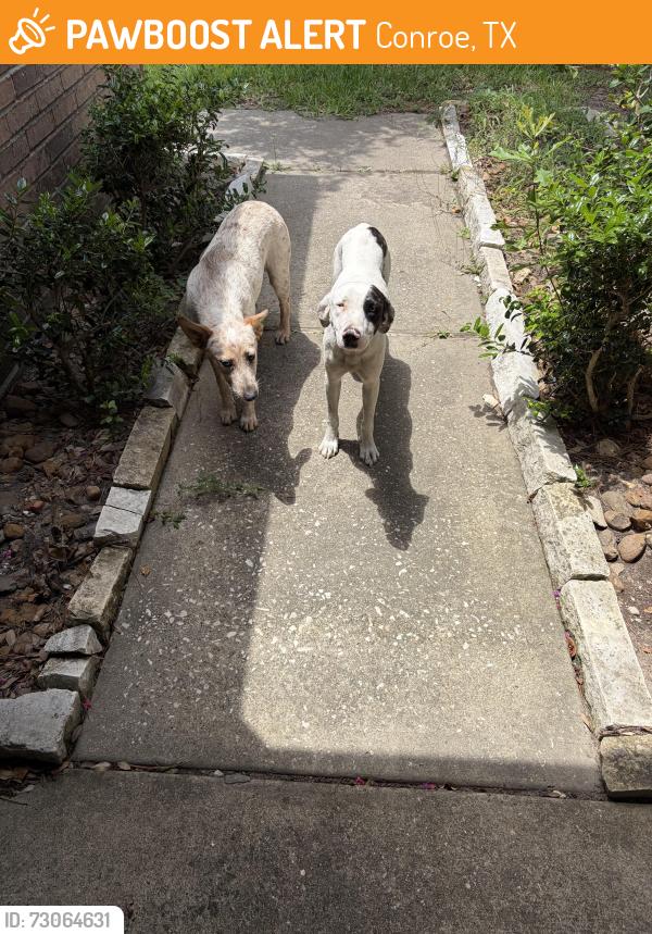Found/Stray Female Dog last seen Roaming up and down Sun View Lane, Conroe, TX 77302