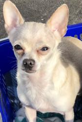 Lost Male Dog last seen 106th terr and Holmes, Kansas City, MO 64114