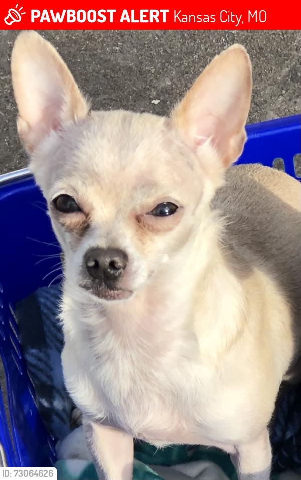 Lost Male Dog last seen 106th terr and Holmes, Kansas City, MO 64114