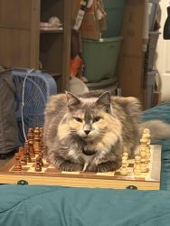 Lost Female Cat last seen Hero’s pub and grill of six forks, Raleigh, NC 27601