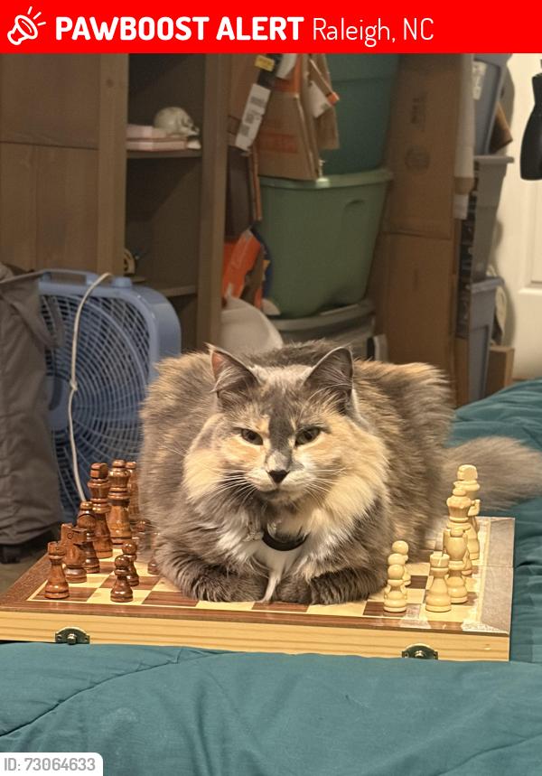 Lost Female Cat last seen Hero’s pub and grill of six forks, Raleigh, NC 27601